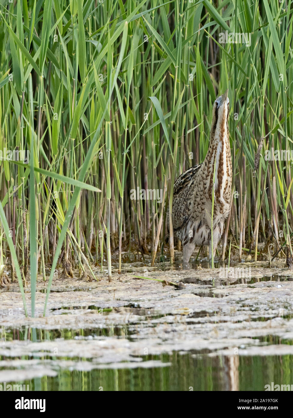 Butor d'Amérique Botaurus stellaris la chasse le long bord de Lakenheath RSPB Fen roselière Réserver, Norfolk summer Banque D'Images