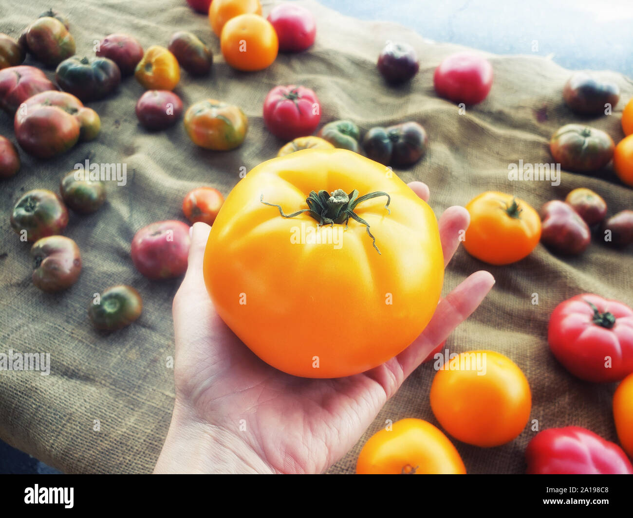 Close up la main en sélectionnant les tomates au marché de fermiers, holding immense et superbe tomate unique Banque D'Images