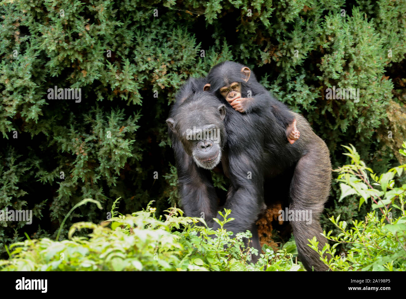 Une mère chimpanzé à marcher le long d'un mignon bébé à cheval sur son dos suçant son pouce Banque D'Images