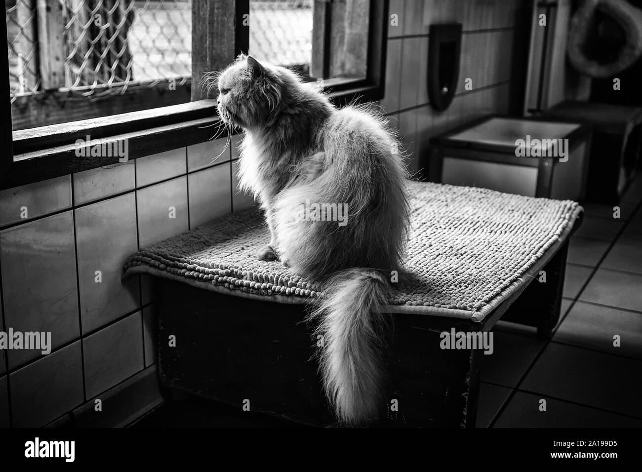 Les chats abandonnés dans un abri, l'abri détail sur un navire d'Amsterdam Banque D'Images