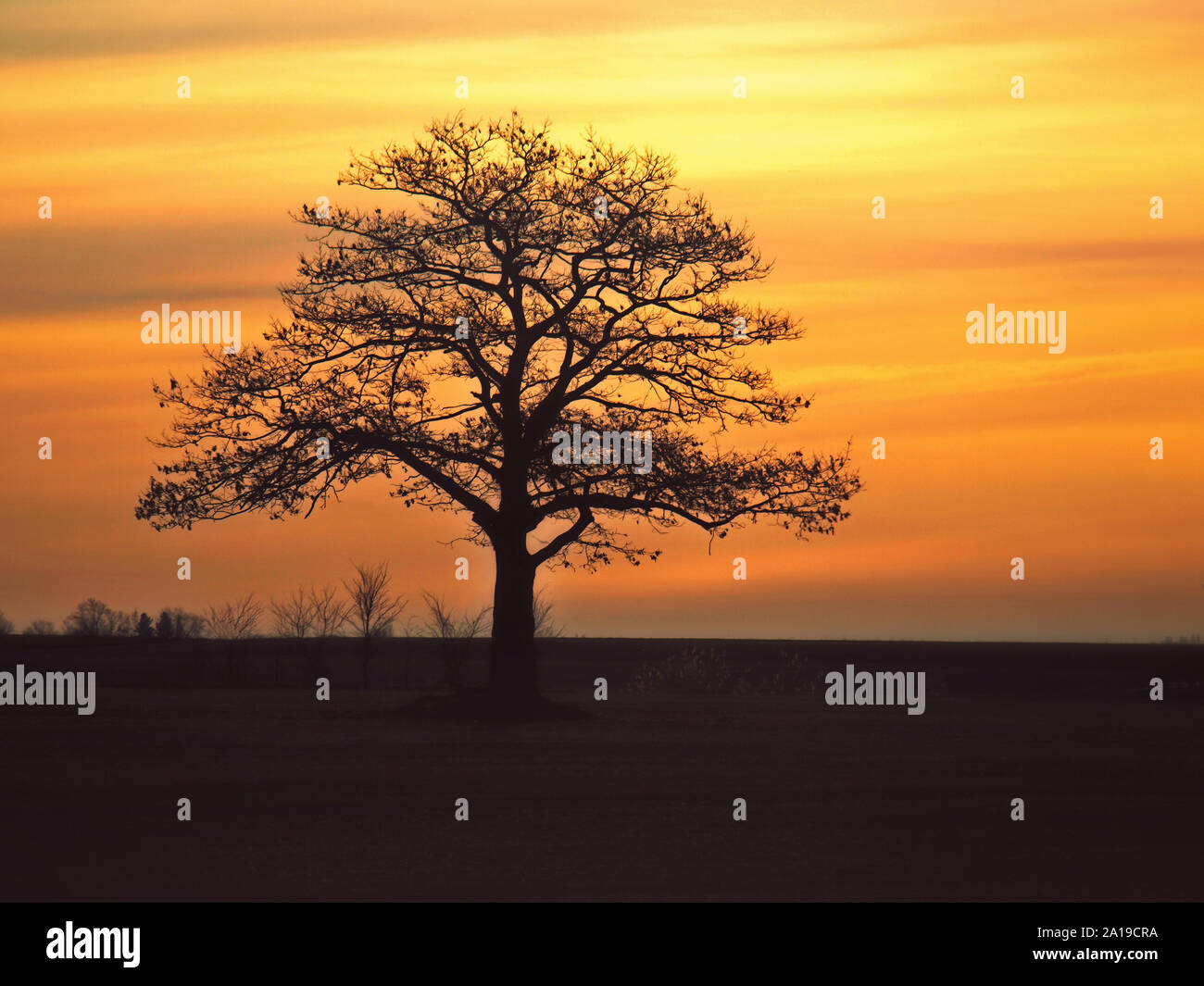 Oak tree silhouette contre le ciel jaune orange Banque D'Images