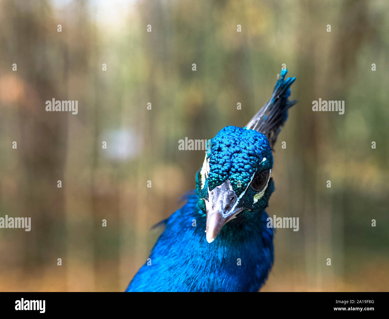 Peacock au premier plan. Campo Grande, Valladolid Banque D'Images