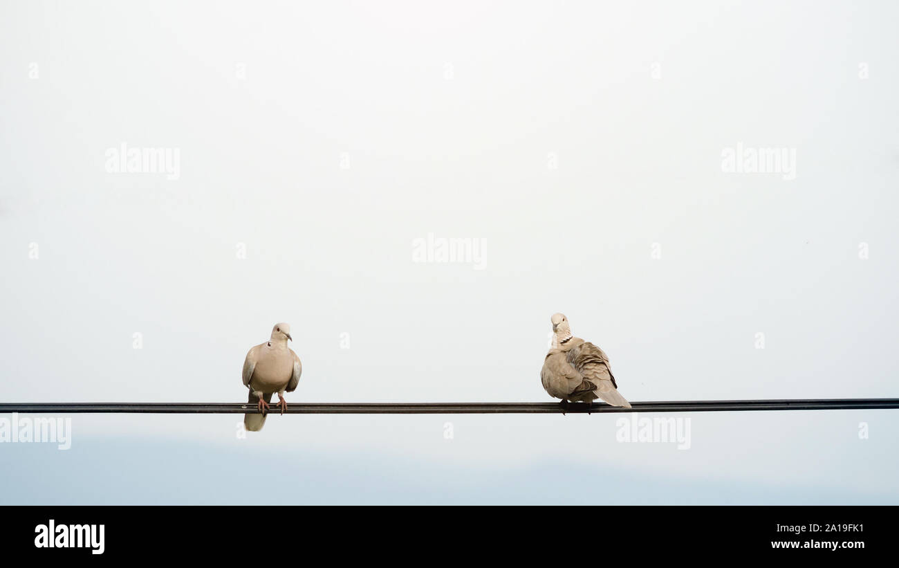 Deux pigeons debout sur un fil Banque D'Images