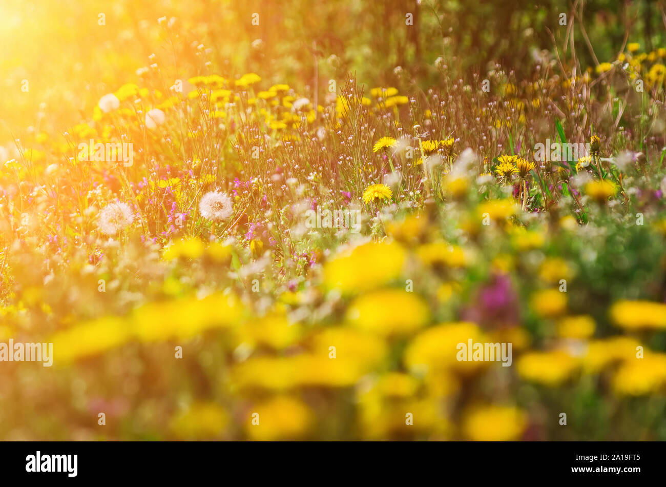 Daisy fleurs beurre champ dans la lumière du soleil Banque D'Images