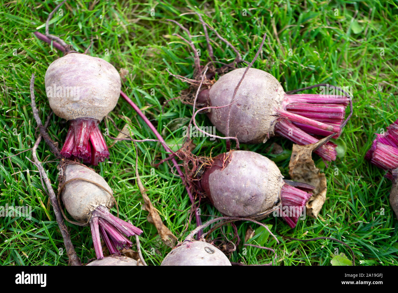 Les betteraves rouges récoltés sur l'herbe. La betterave fraîche bio du jardin Banque D'Images