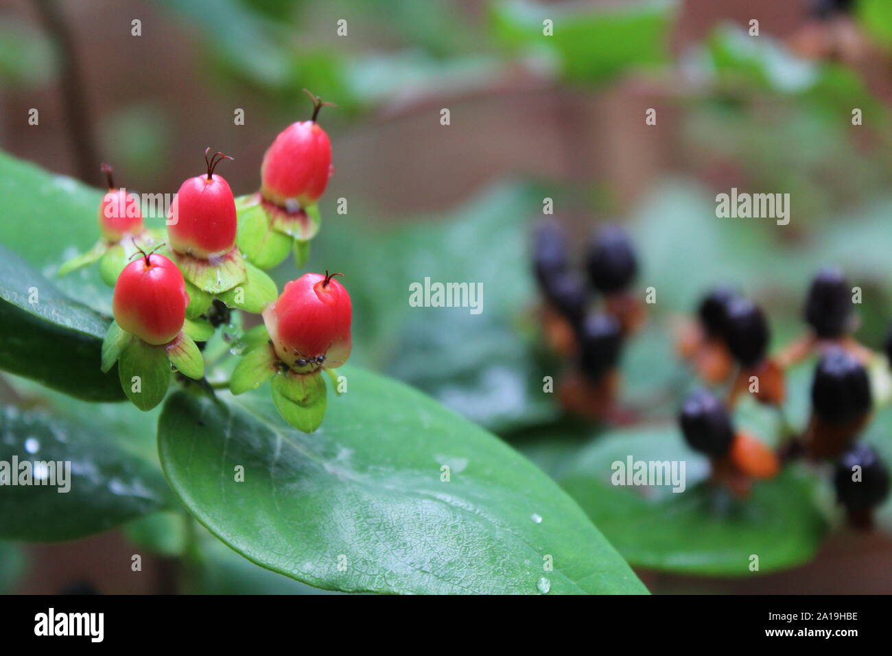 Petits fruits rouges et noirs Tutsan avec gouttes de rosée du matin sur les feuilles Banque D'Images