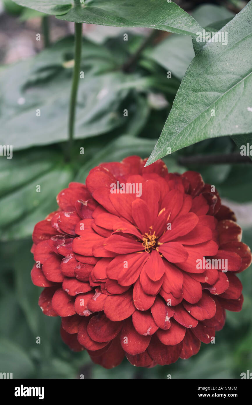 Zinnia rouge. Belle fleur de jardin. Fleur d'automne. Fleur rouge. Banque D'Images