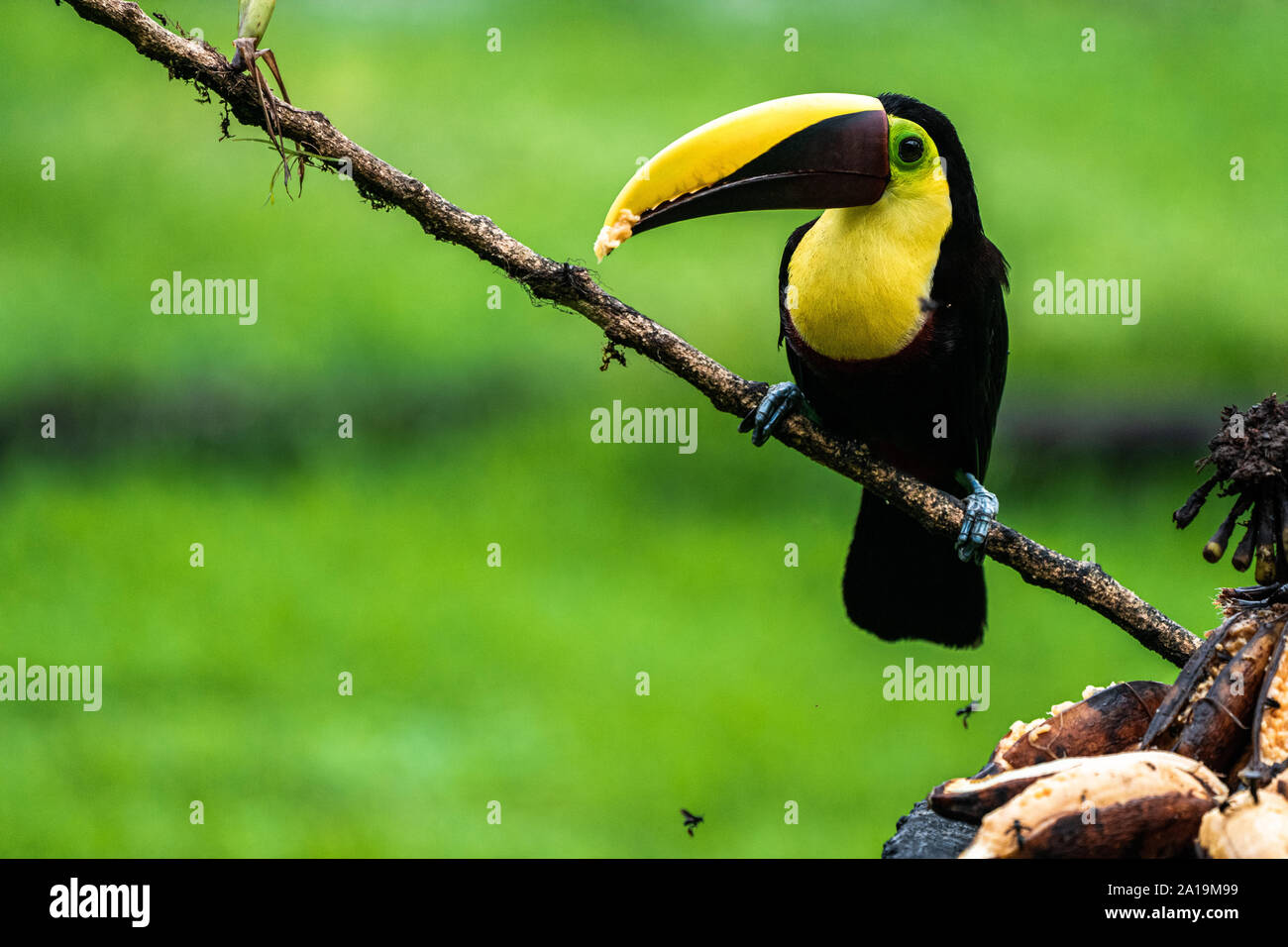 La châtaigne-mandibled toucan de Swainson ou toucan (Ramphastos ambiguus swainsonii) dans la forêt tropicale. Cet oiseau est une sous-espèce de la jaune-th Banque D'Images