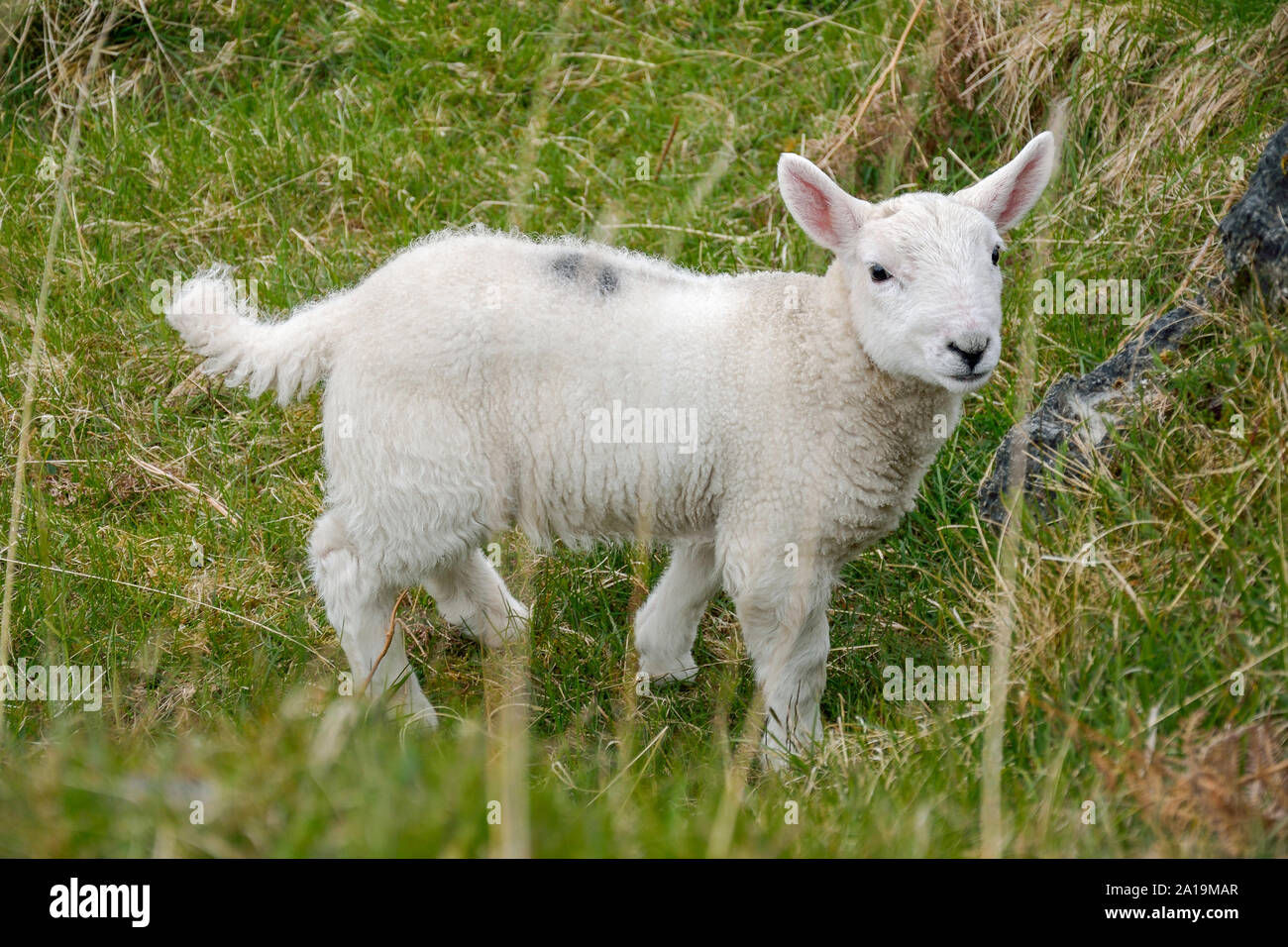 Portrait en gros plan d'un agneau écossais dans une luxuriante prairie. Banque D'Images