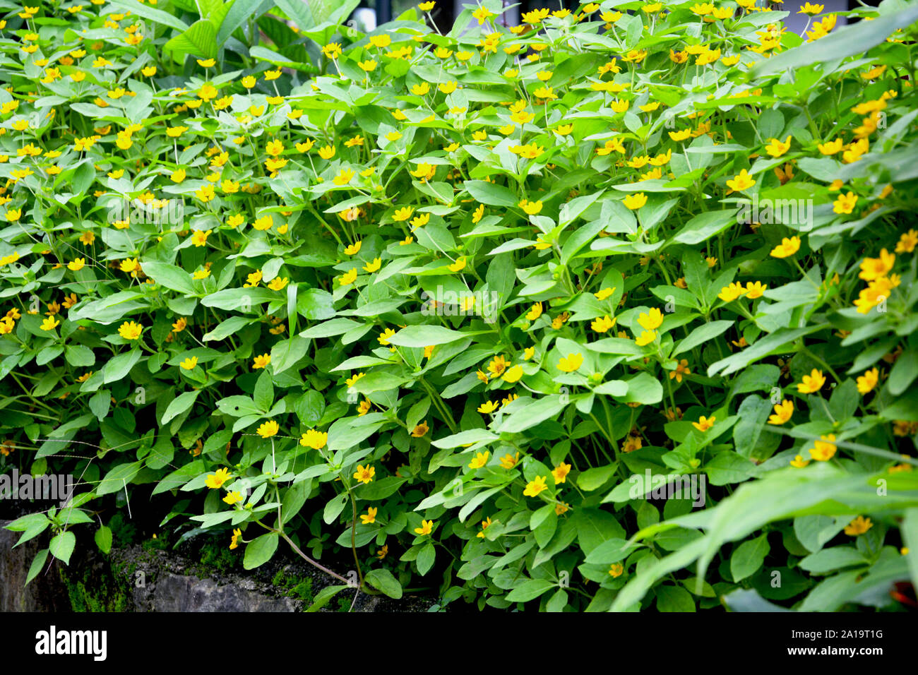 Mauvaises herbes de jardin Banque de photographies et d’images à haute résolution Alamy