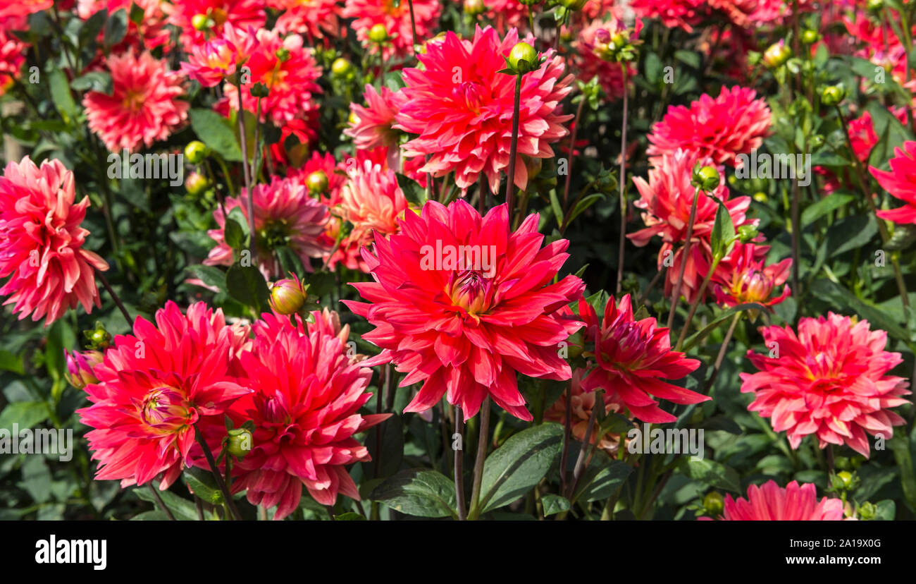 Dahlia fleurs rouges Banque D'Images