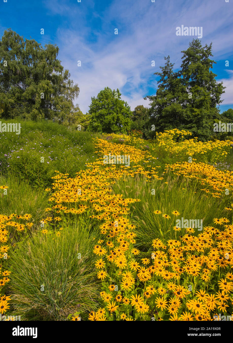 Prairie avec des fleurs jaunes, d'herbes et d'arbres Banque D'Images