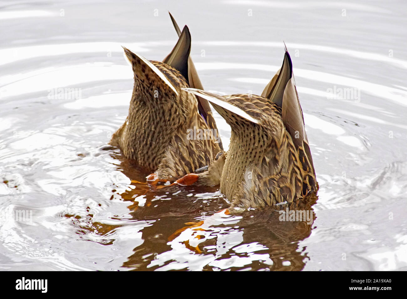 Alimentation tremper les Canards colverts (Anas platyrhynchos) avec Butts dans l'air sur le Loch Garten, Nethy Bridge, le Parc National de Cairngorms Banque D'Images