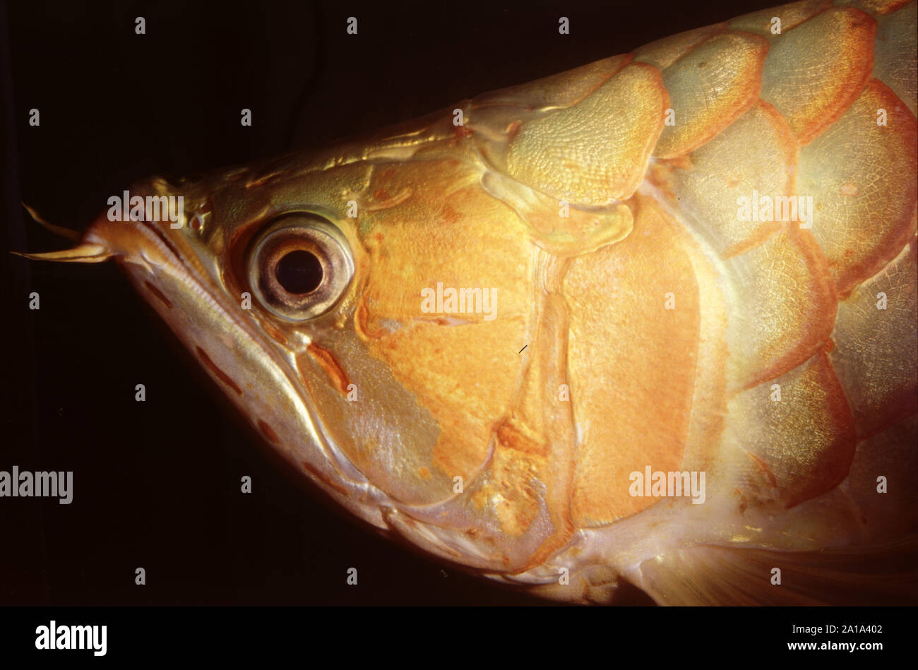 Portrait de Dragon Rouge ou poisson arowana, Scleropages formosus Banque D'Images