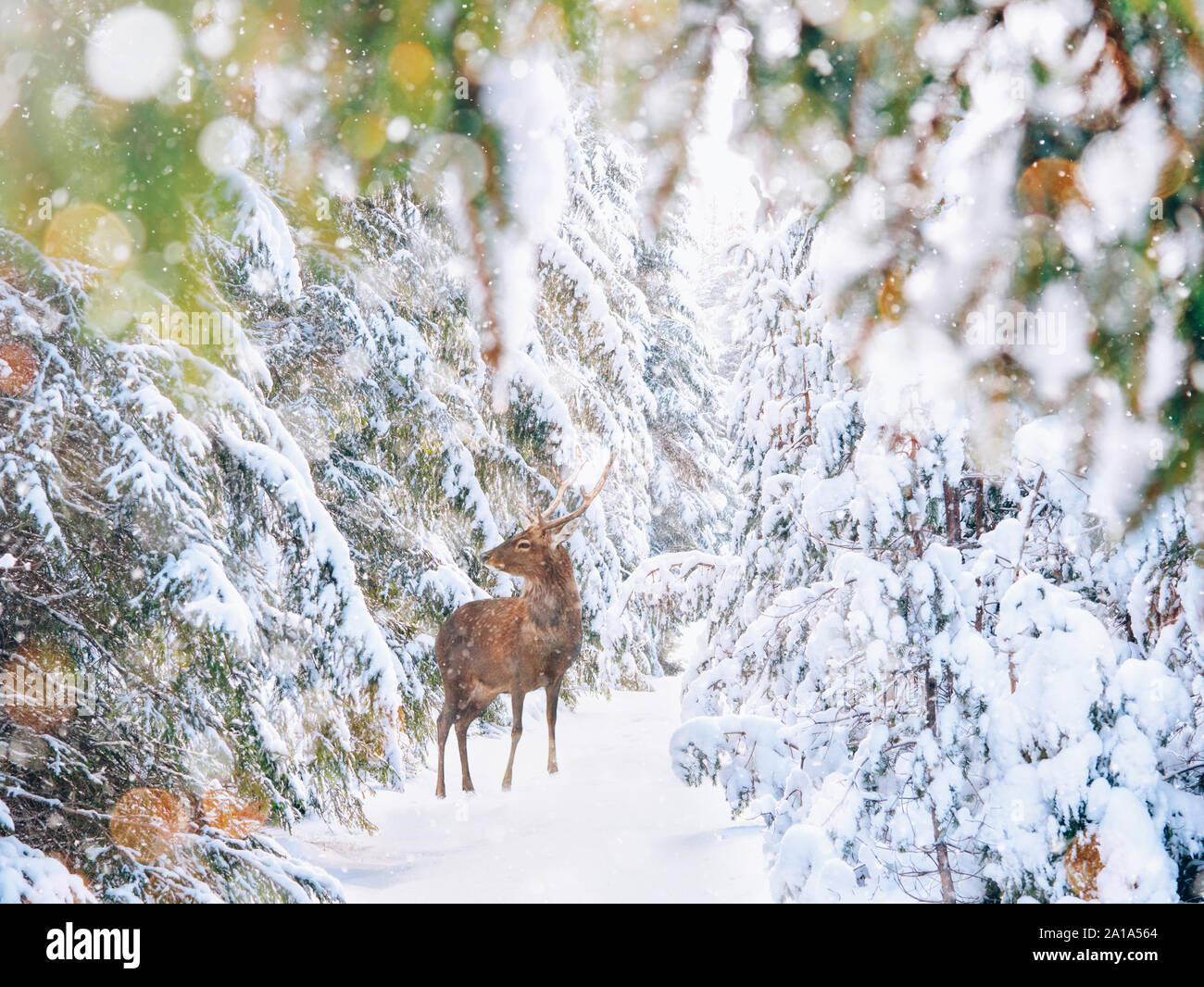 Paysage d'hiver avec la forêt enneigée et deer Banque D'Images Paysage d'hiver avec la forêt enneigée et deer Banque D'Images