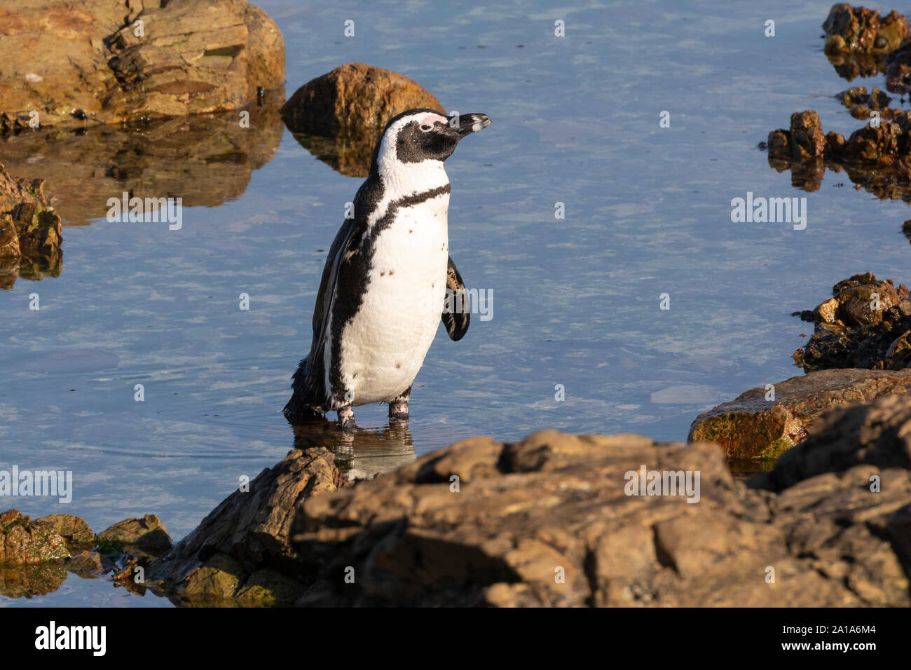Pingouins africains en voie de disparition (Spheniscus demersus), la réserve de Stony Point, Betty's Bay, Afrique du Sud, les nouveaux adultes sea at sunset Banque D'Images
