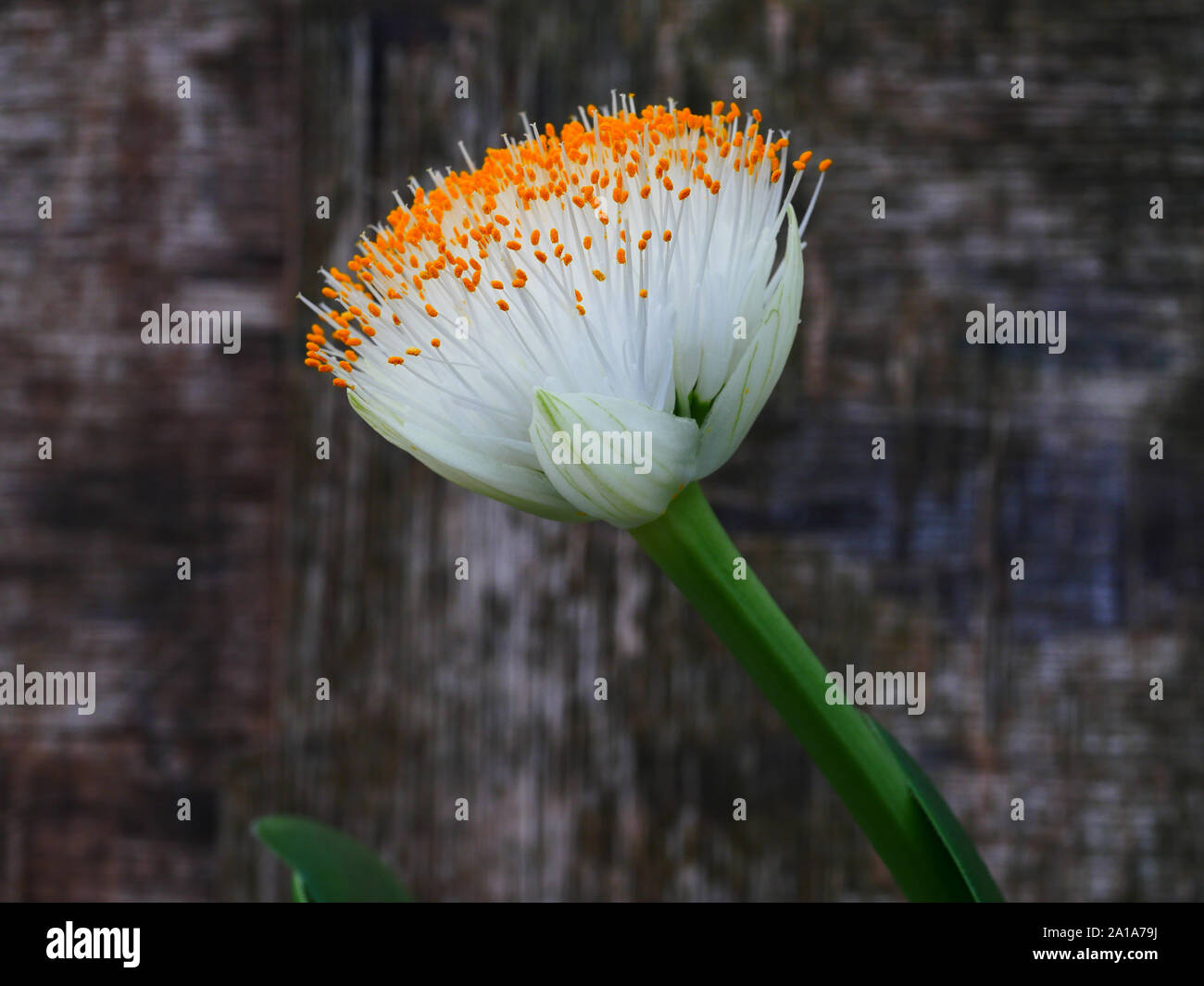 Haemanthus albiflos, Pinceau Plant Banque D'Images