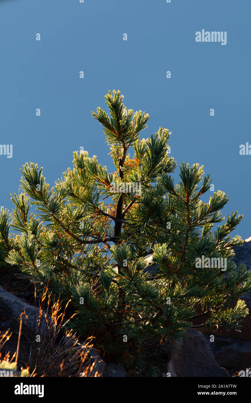 Le pin à Watchman donnent sur, Crater Lake National Park, héritage Volcano National Scenic Byway, Oregon Banque D'Images