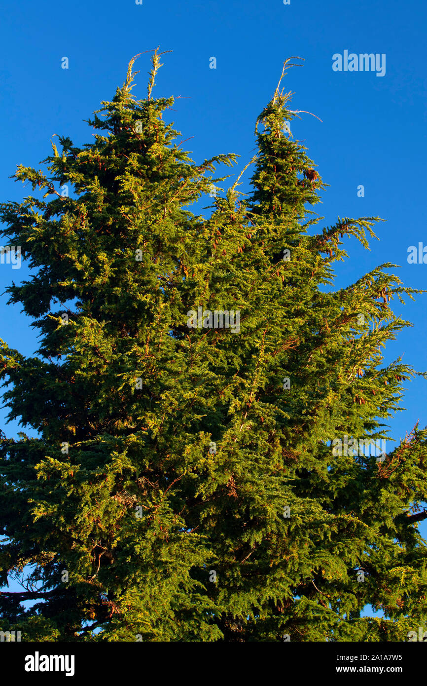 La pruche subalpine à Watchman donnent sur, Crater Lake National Park, héritage Volcano National Scenic Byway, Oregon Banque D'Images