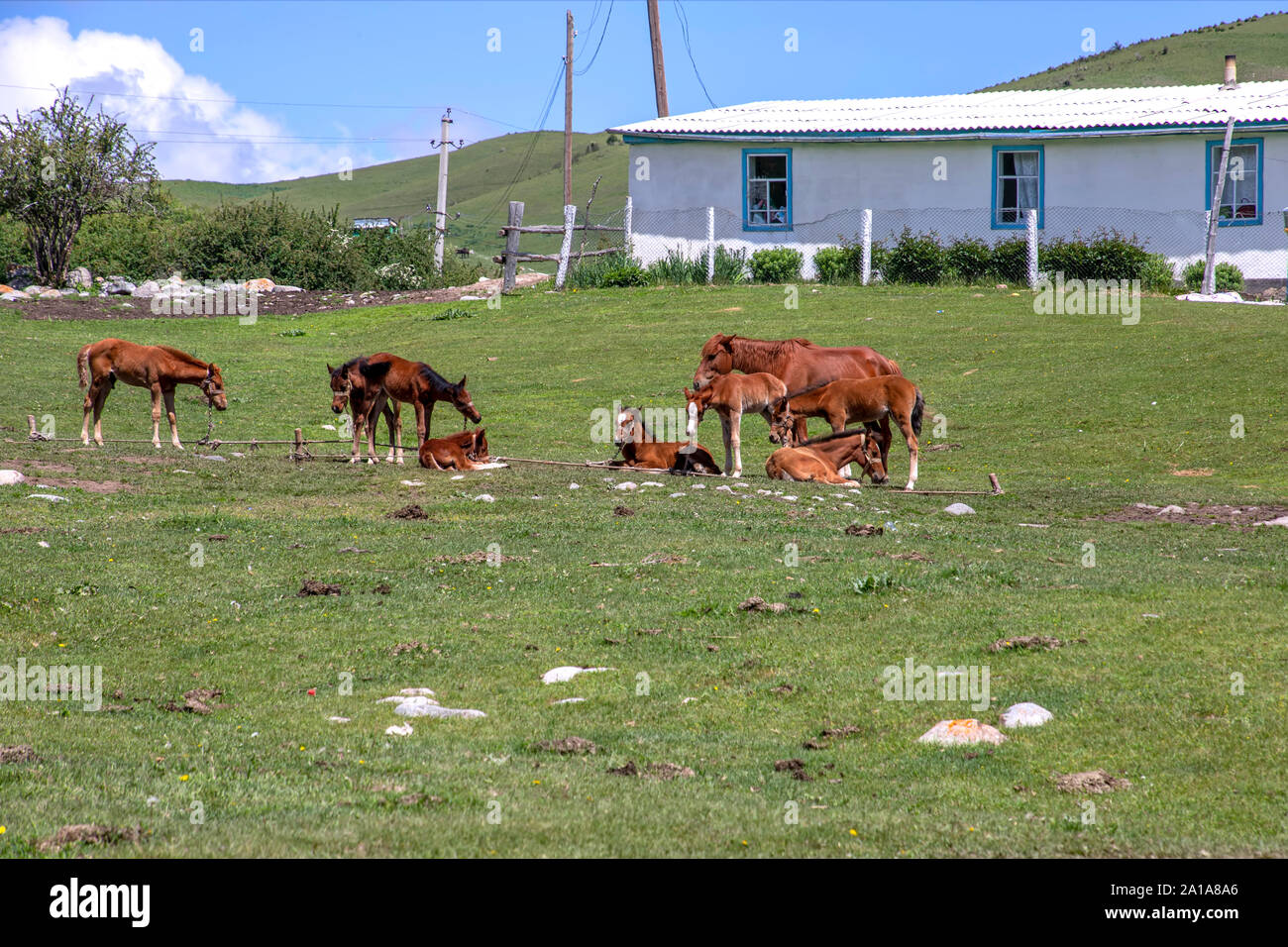 Poulains en laisse sur une pelouse verte à côté d'une maison de village. Région d'Issyk-Koul Kirghizistan Banque D'Images