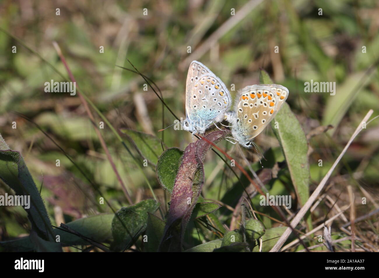Deux papillons bleu Baton l'accouplement en automne Banque D'Images