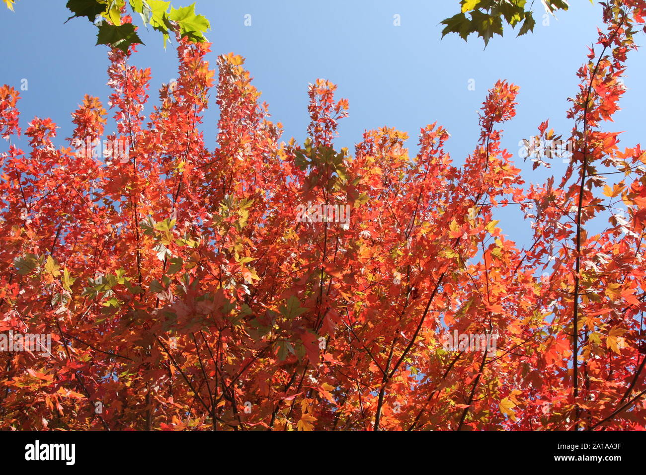 Un arbre avec des feuilles colorées contre un ciel bleu à l'automne Banque D'Images