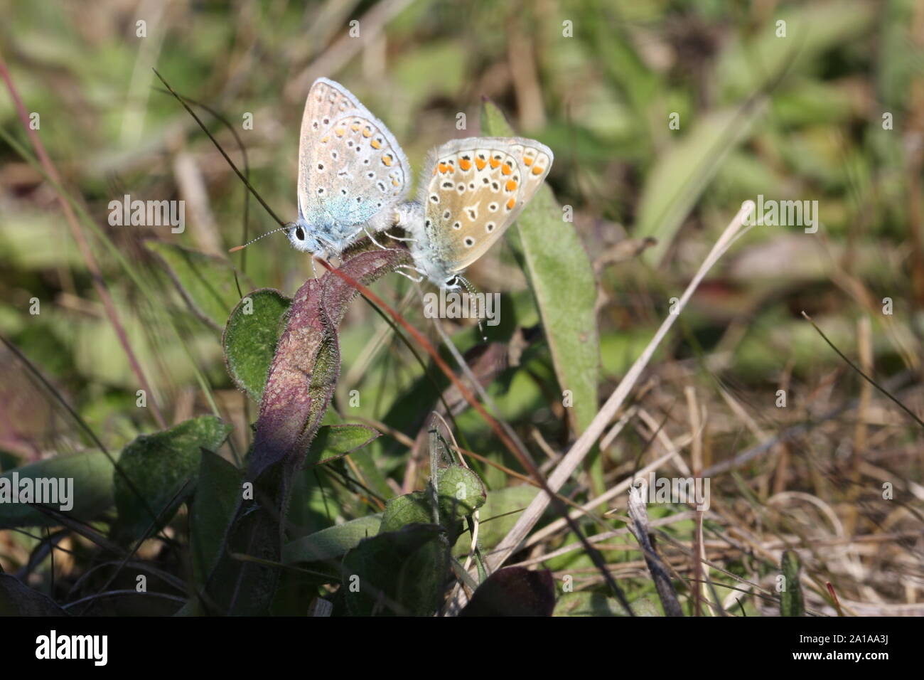 Deux papillons bleu Baton l'accouplement en automne Banque D'Images