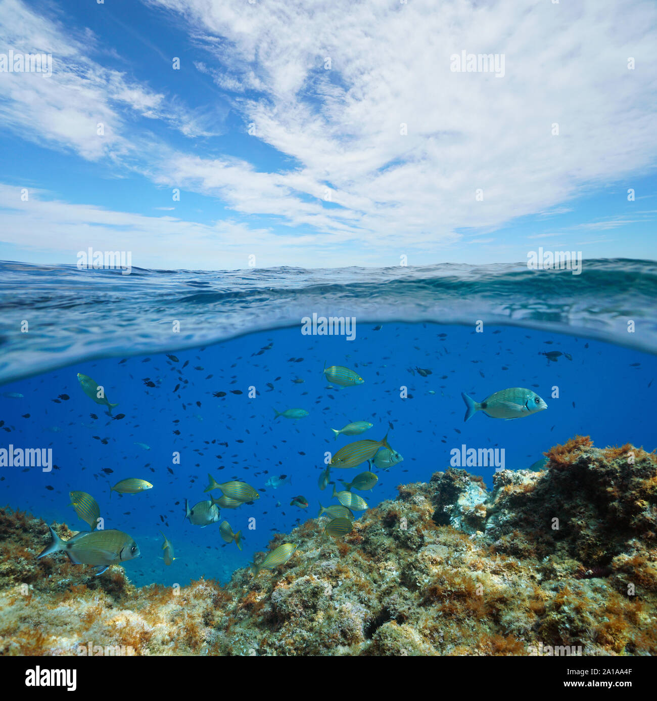 Marins de Méditerranée, de nombreux poissons sous l'eau et ciel bleu avec des nuages, vue fractionnée sur et sous la surface de l'eau, la France, l'Occitanie Banque D'Images