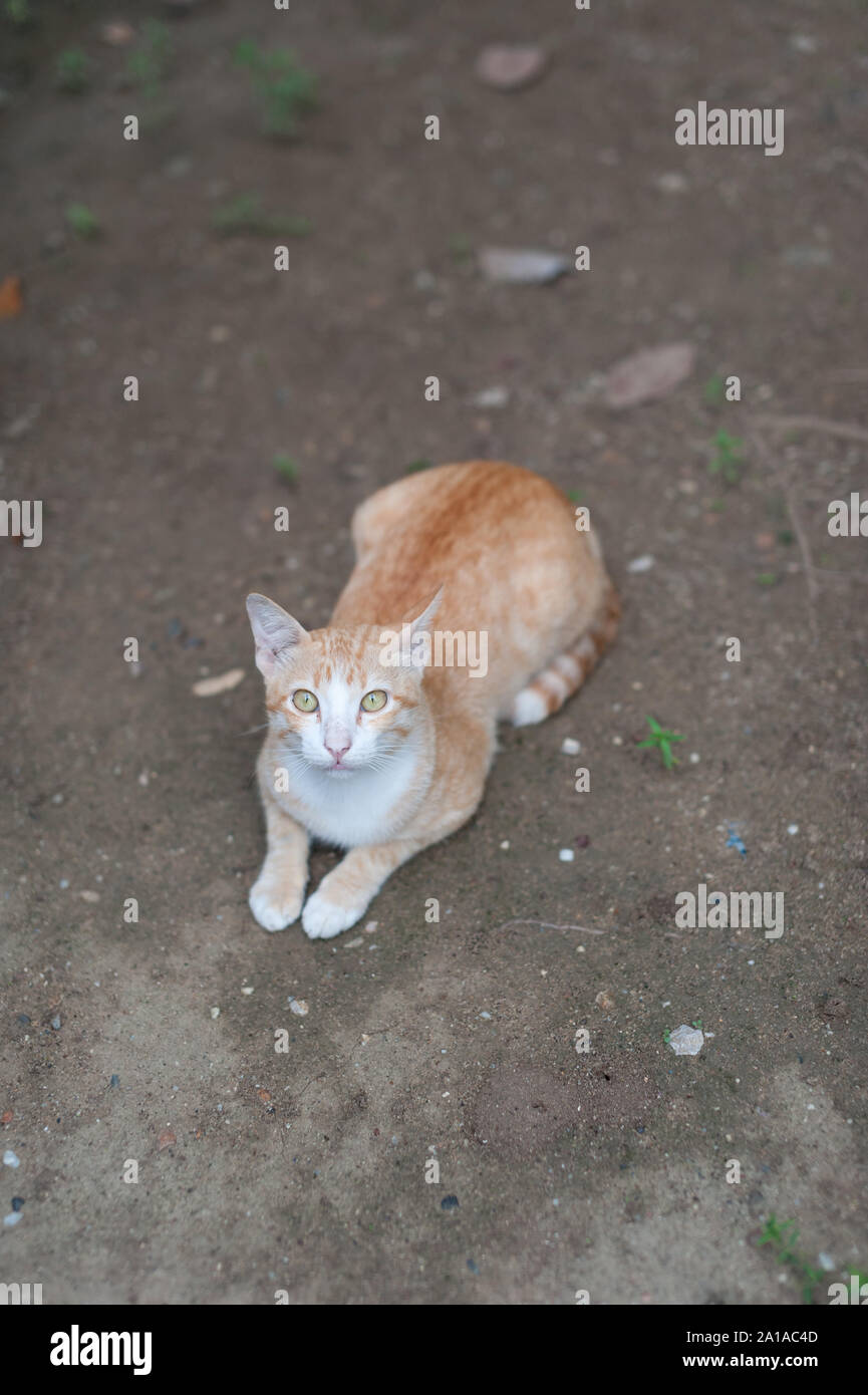 Thai Chat Mignon très beau portrait de chat domestique. Banque D'Images