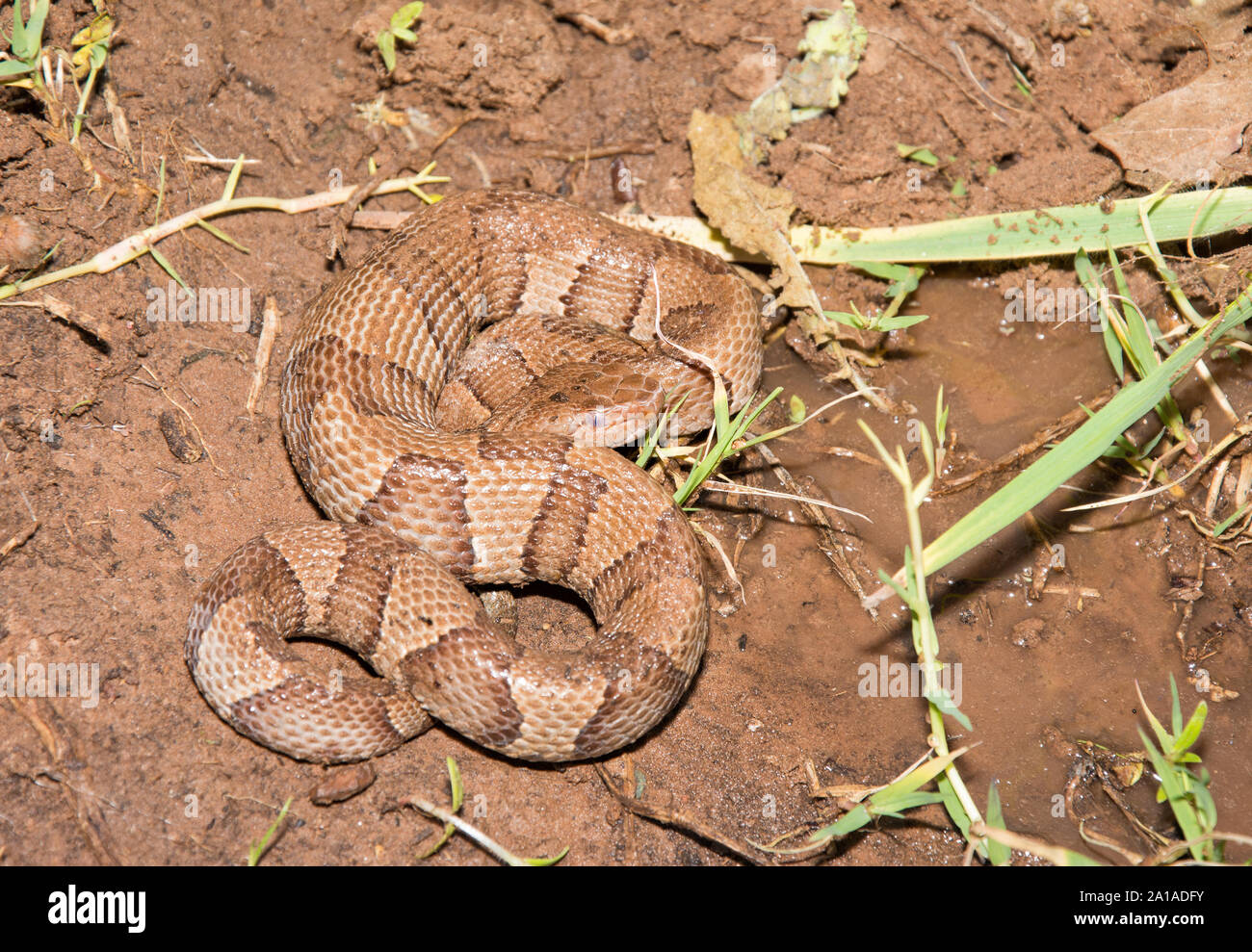Copperhead venimeux serpent dans la terre humide à côté d'une flaque d'eau, en grève posent une menace Banque D'Images Copperhead venimeux serpent dans la terre humide à côté d'une flaque d'eau, en grève posent une menace Banque D'Images
