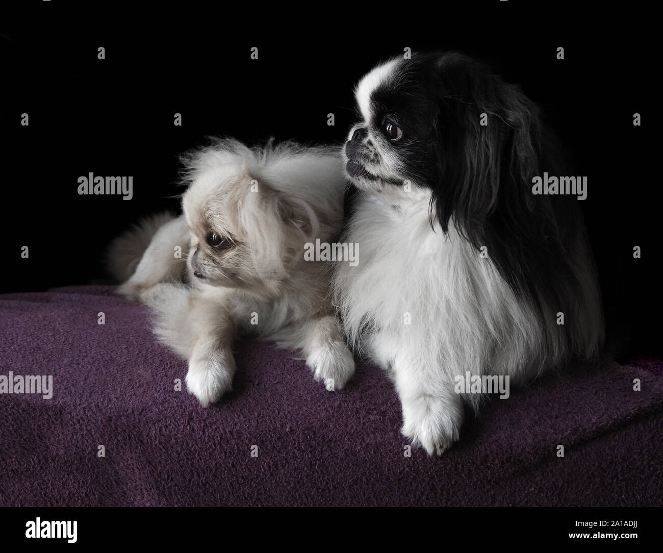 Portrait de pékinois chiens avec fond noir Banque D'Images