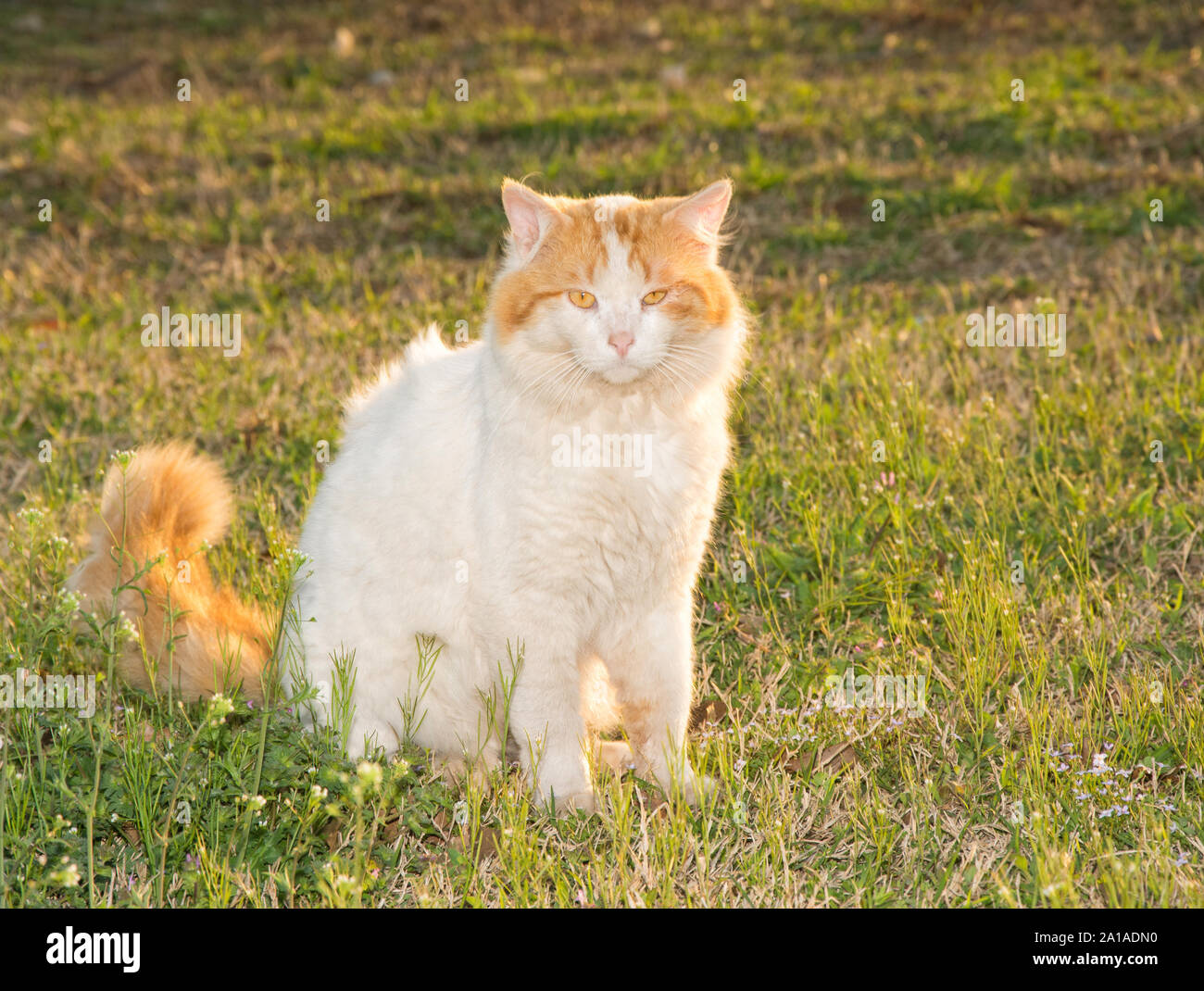 Et le gingembre blanc aux cheveux longs à motifs arlequin stray cat retour éclairées par le soleil de fin de soirée Banque D'Images