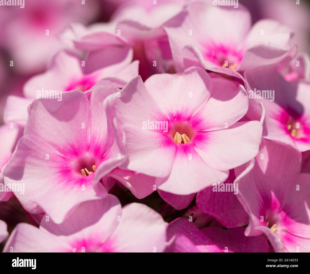 Gros plan du Phlox rose fleurs Banque D'Images
