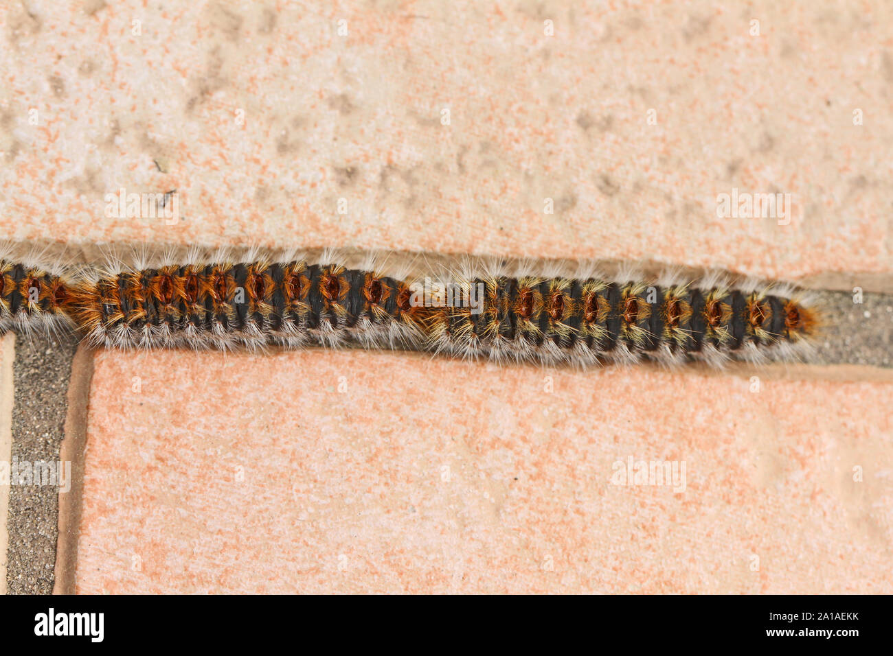 Chenille Irritante Banque D Image Et Photos Alamy