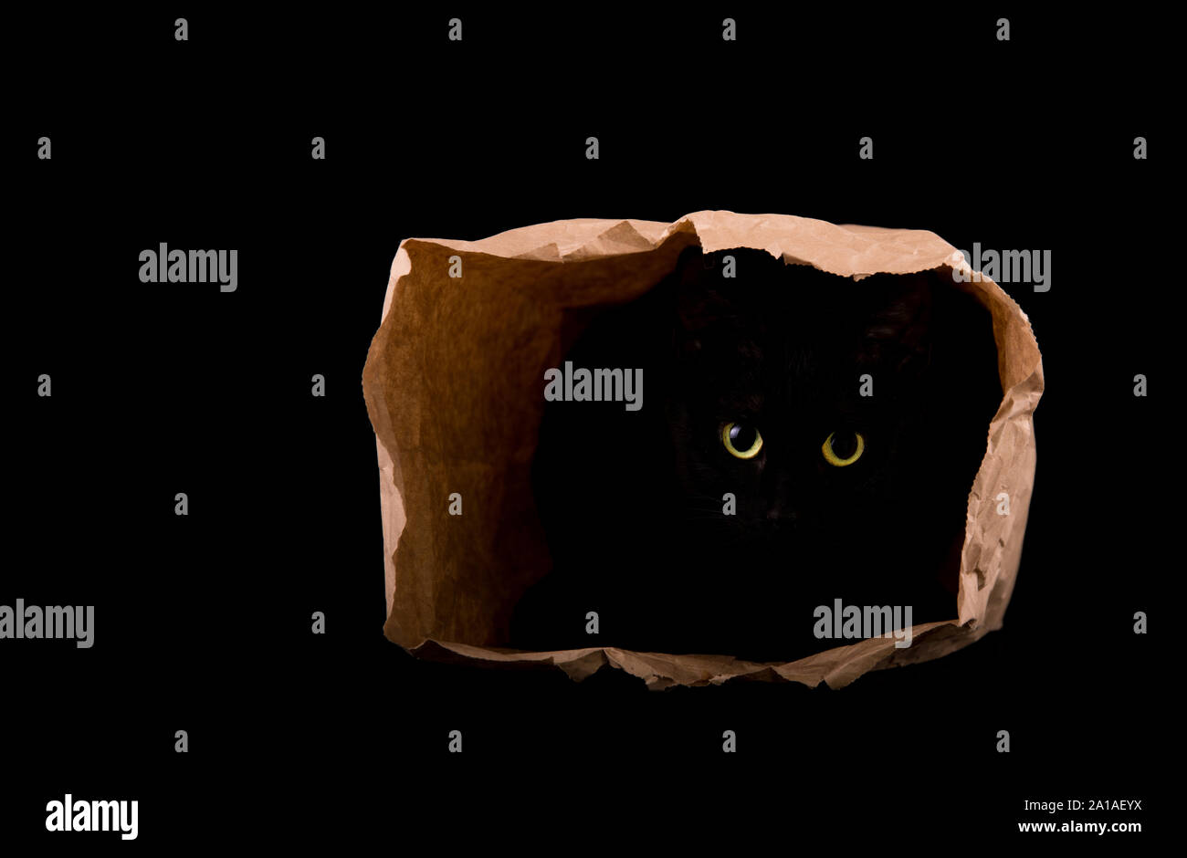 Les yeux jaune vif d'un chat noir brillant dans l'obscurité, se cachant dans l'ombre d'un sac en papier, isolé sur le noir ; with copy space Banque D'Images