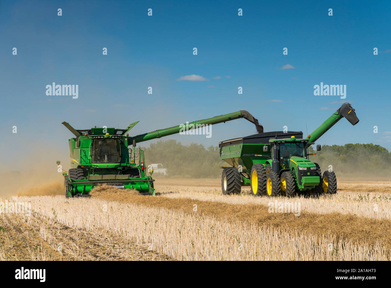 La récolte de canola sur la Froese ferme près de Winkler, au Manitoba, Canada. Banque D'Images