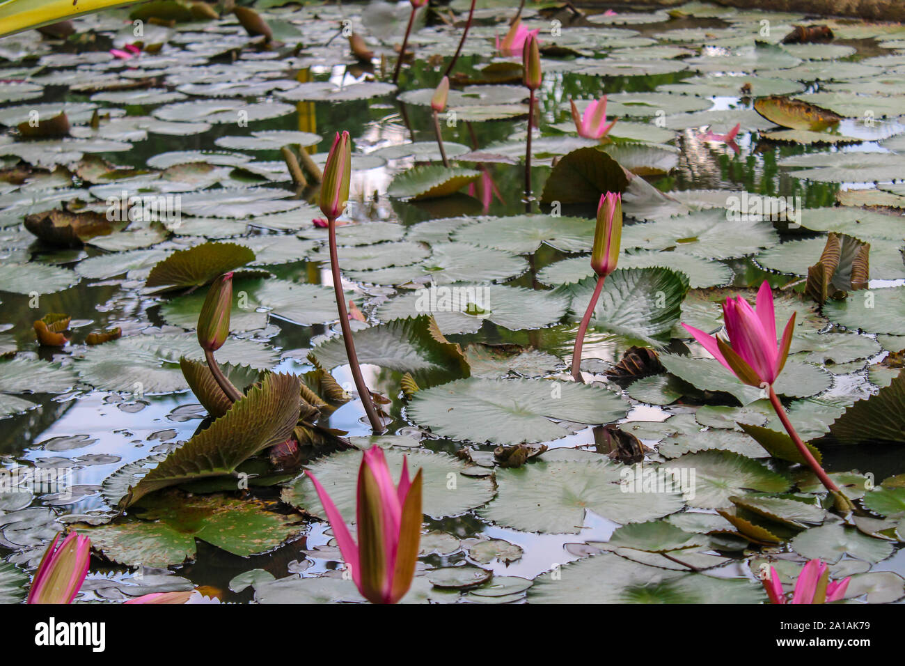 Lotus nénuphar sur un étang Banque D'Images