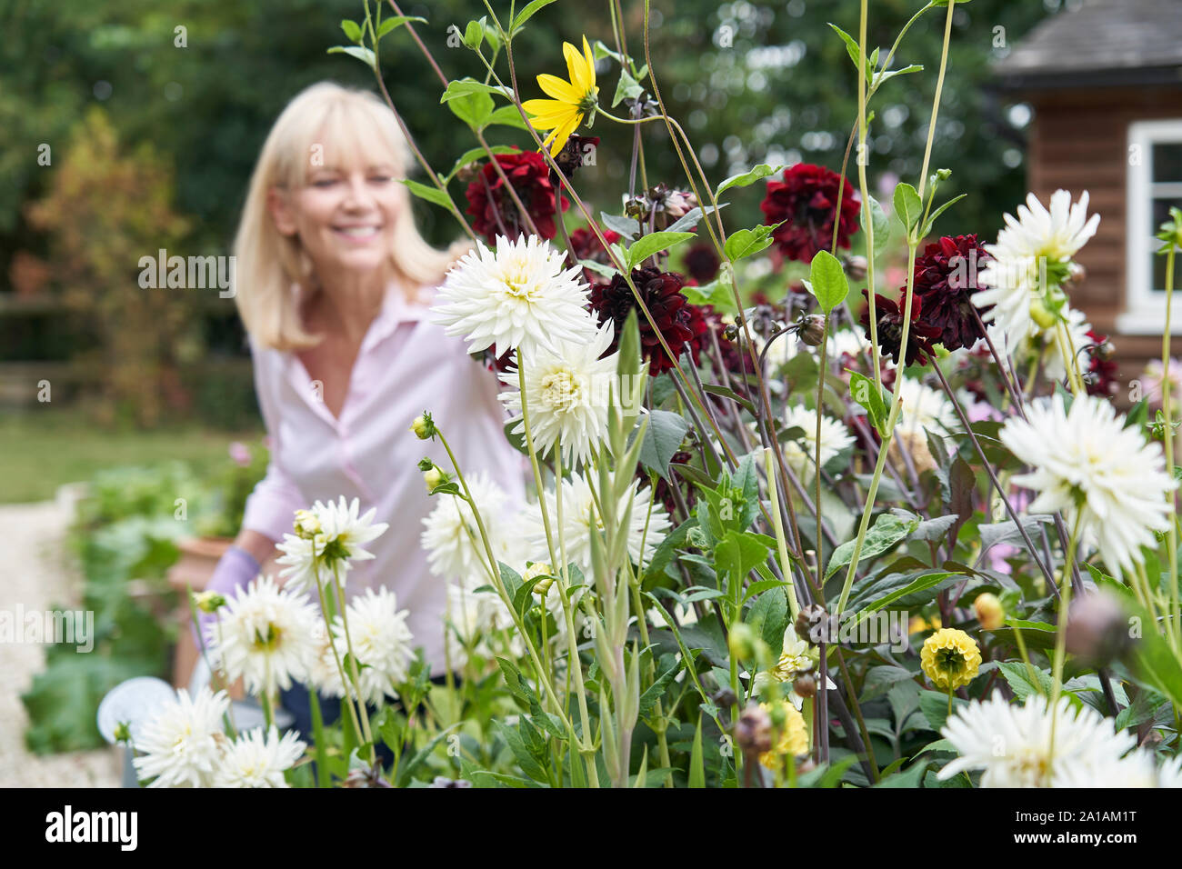 Femme mature Dahlia Fleurs dans jardin Arrosage à la maison Banque D'Images