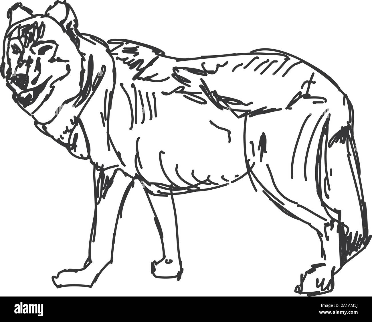 Wolf dessin, illustration, vecteur sur fond blanc. Illustration de Vecteur