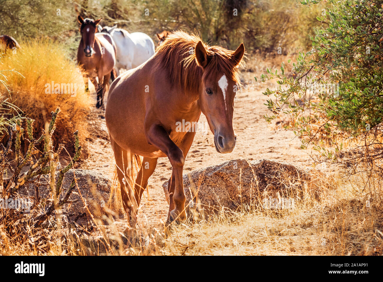 Rivière Salée les chevaux sauvages du désert d'itinérance dans la partie inférieure de la Rivière Salée aire de loisirs de la Forêt Nationale de Tonto, Arizona. Banque D'Images