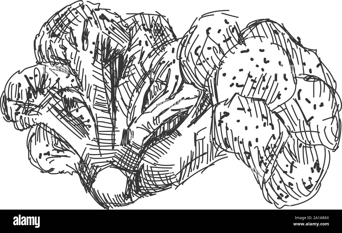 Le brocoli dessin, illustration, vecteur sur fond blanc. Illustration de Vecteur