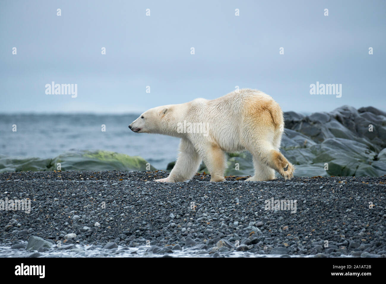 L'ours (Ursus maritimus ). Ours polaire sur Kong Karl XII Øya, la partie la plus septentrionale de Svalbard, Norvège. Banque D'Images