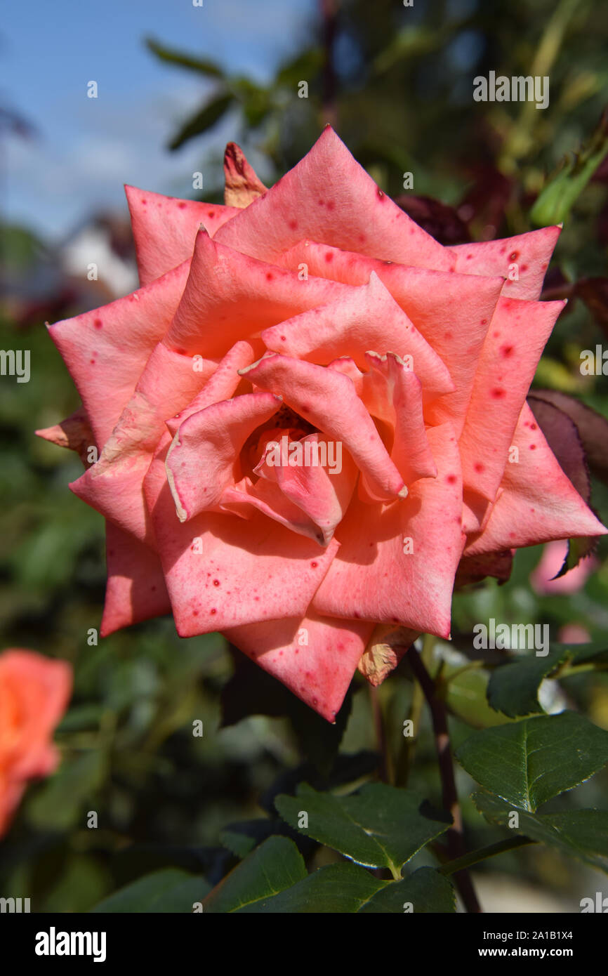 Fleur Rose Corail avec des gouttes d'eau sur les pétales - Beau Jardin Banque D'Images