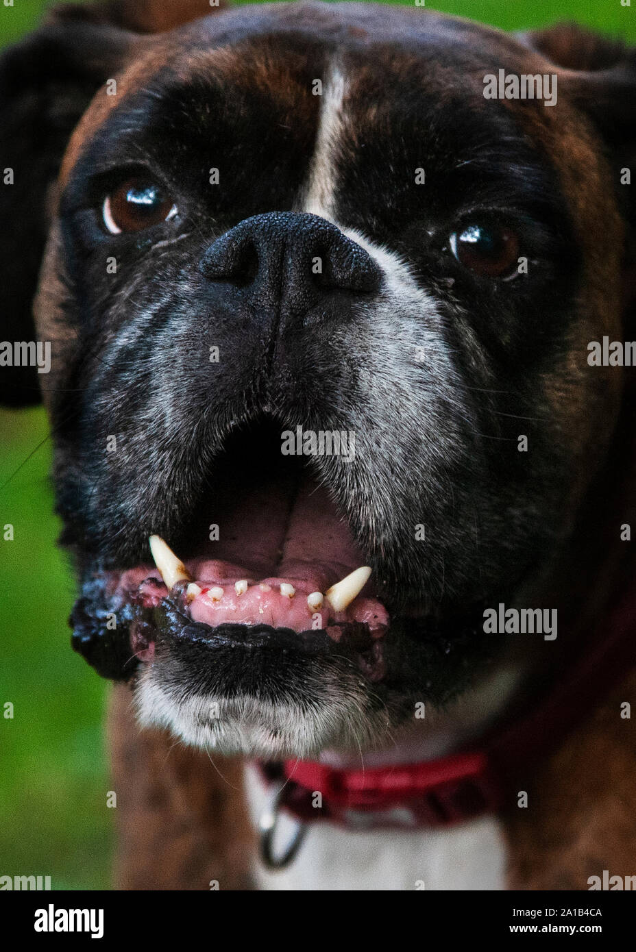 Chiens Boxer jouant Banque D'Images