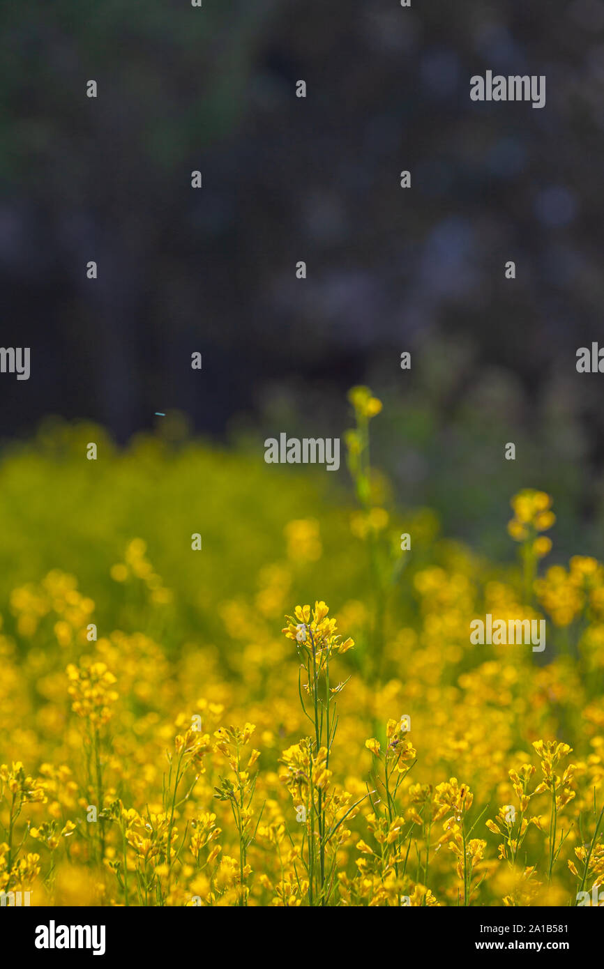 De petites fleurs jaunes s'épanouissent dans le jardin fleuri. Les touristes aiment visiter les fleurs dans l'hiver avec plein de fleurs en fleurs. Banque D'Images