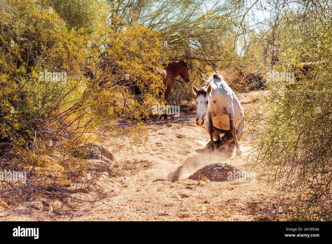 Cheval sauvage de la rivière Salt et enceintes de se lever de la terre à la partie inférieure de la Rivière Salée, zone de loisirs de l'Arizona. Banque D'Images