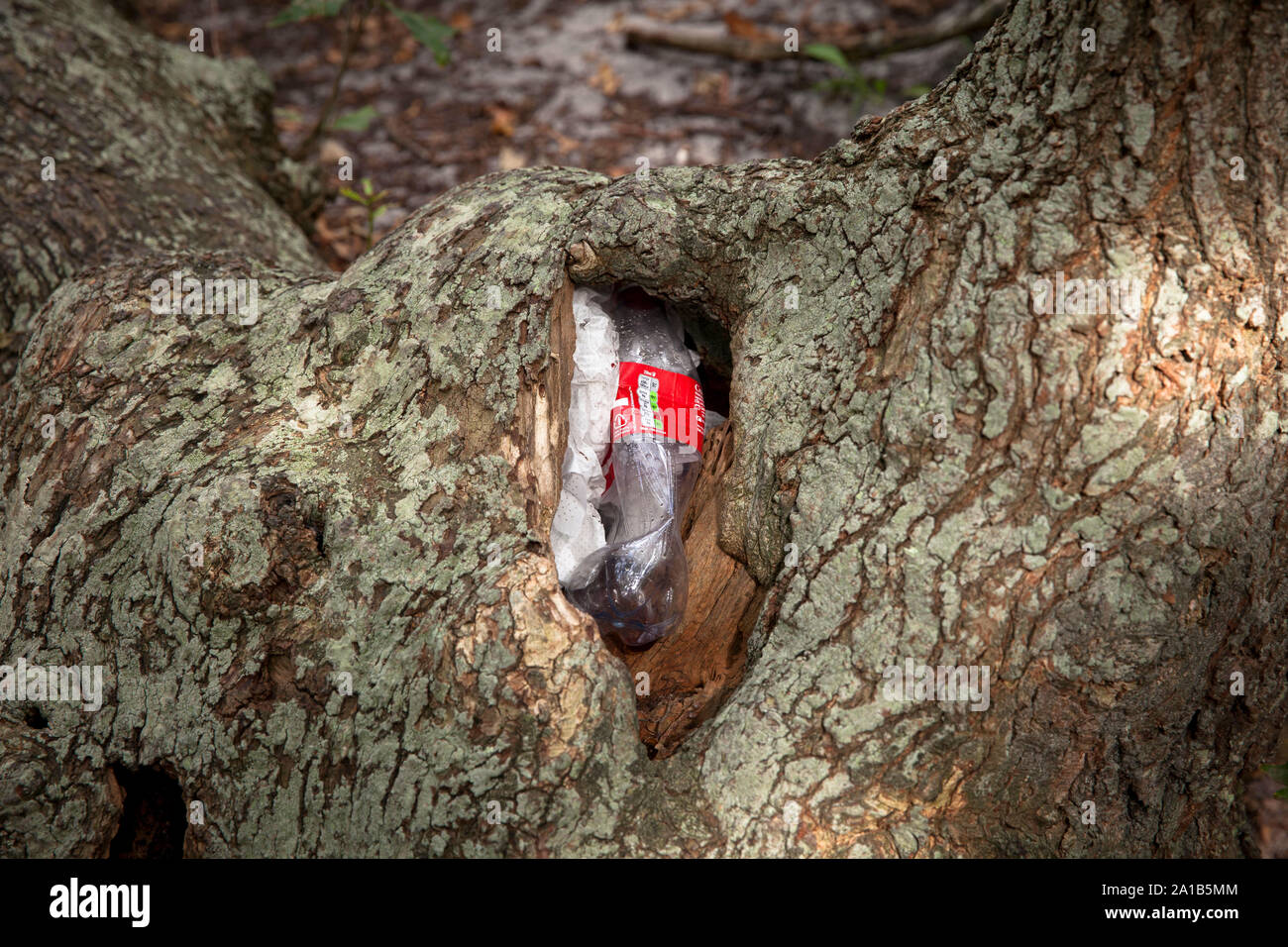 Les déchets plastiques jetés dans un tronc d'arbre noueux dans la réserve naturelle de Manteling près d'Oostkapelle sur Walcheren, Zélande, Pays-Bas. Plastikmuel Banque D'Images