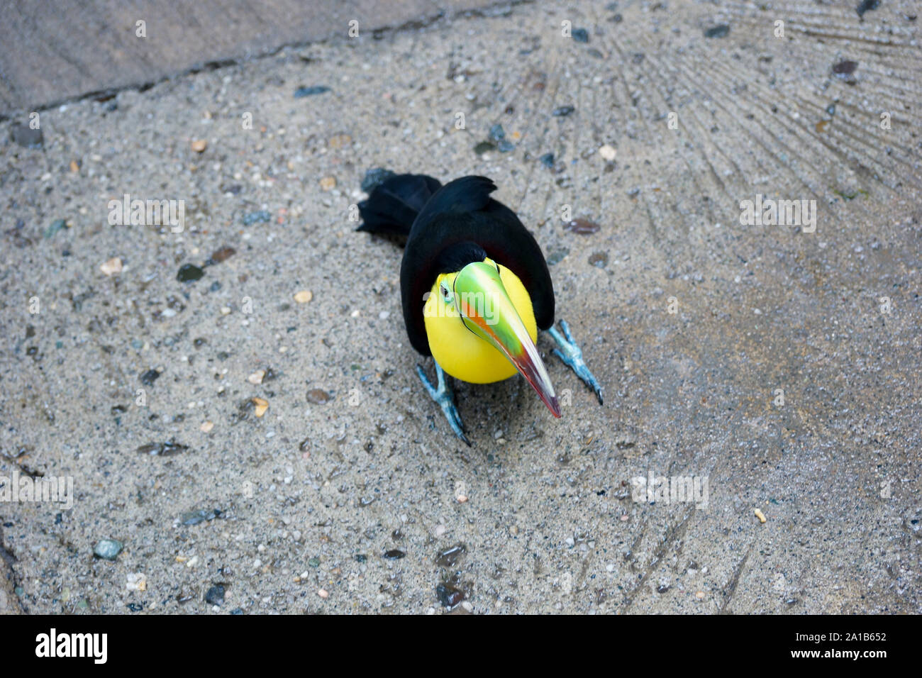 Mignon Bebe Toucan Posant Pour La Camera Photo Stock Alamy Mignon Bebe Toucan Posant Pour La Camera Photo Stock Alamy