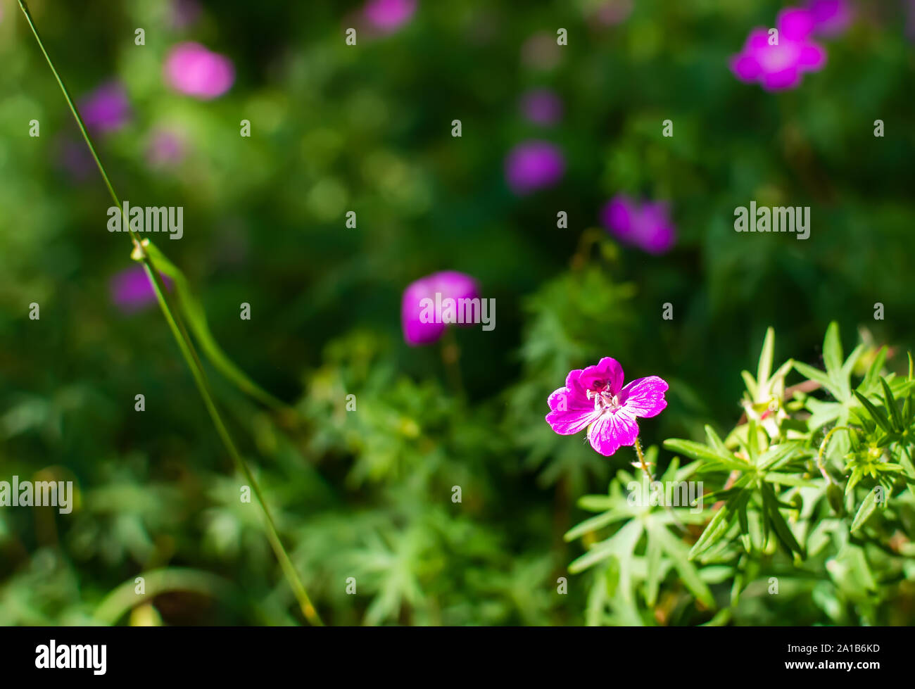 Arrière-plan flou doux mou Longstalk avec de nombreuses fleurs pourpre géranium sanguin (Geranium columbinum) dans la forêt. Nature fond Banque D'Images