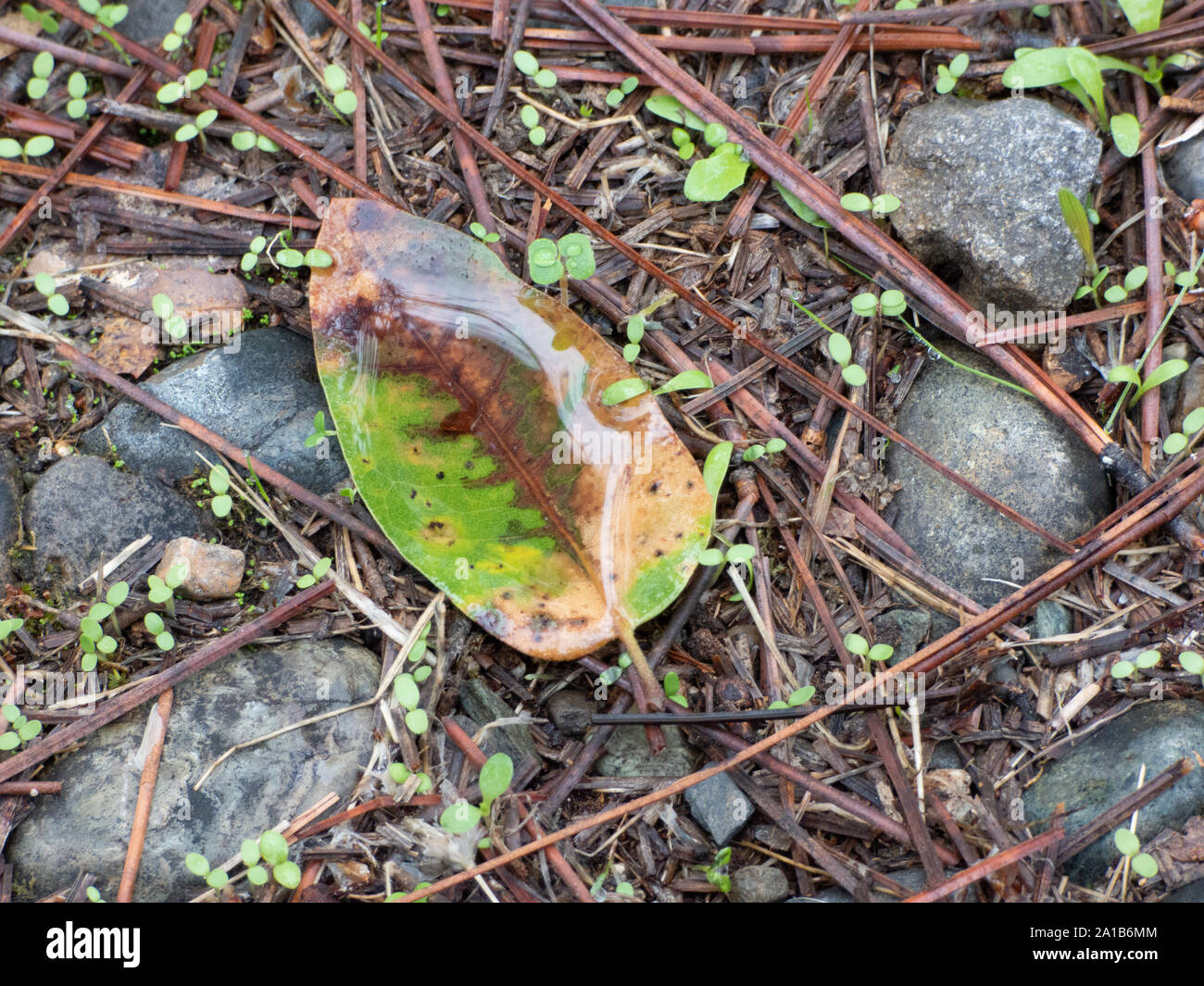 Fallen Leaf flaque après la première saison de pluie Banque D'Images